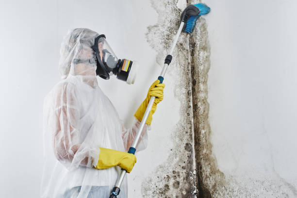 Best DIY Mold Remediation Support Services in Poynette, WI