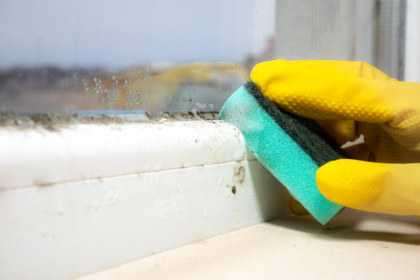 Best Kitchen Mold Remediation in Poynette, WI