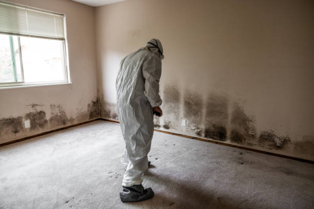 Best Mold Testing and Inspection Services in Poynette, WI