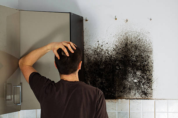 Best Attic Mold Remediation in Poynette, WI