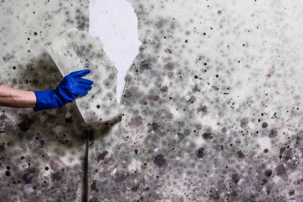 Best Post-Flood Mold Remediation in Poynette, WI